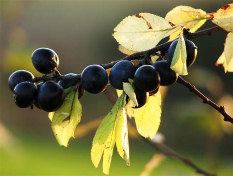 Prunelle : à cueillir à l’automne pour faire liqueur et confiture.